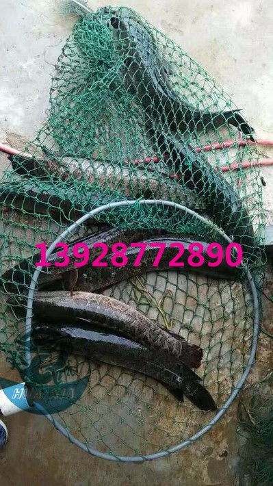 浙江烏鱧魚苗批發(fā)價格實惠，廣東華夏漁業(yè)航空助力高效運輸