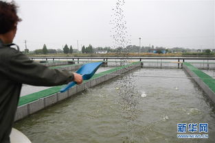 浙江湖州 跑道養(yǎng)魚新變革，畜牧漁業(yè)飼料銷售迎契機(jī)