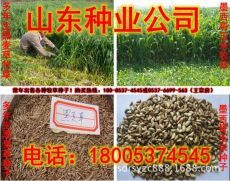 云南玉米青儲(chǔ)飼料供需兩旺，助力畜牧漁業(yè)飼料高效轉(zhuǎn)型